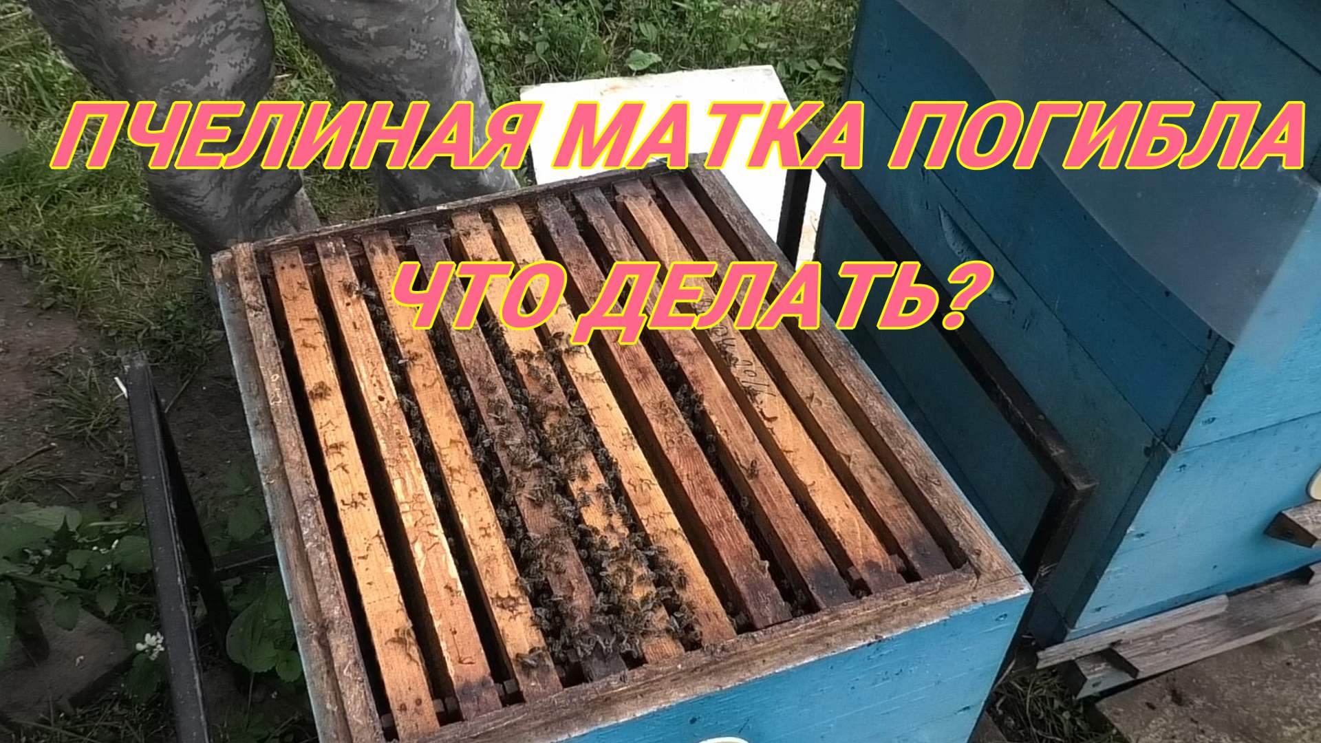 СЕМЬЯ ОСИРОТЕЛА ЧТО ДЕЛАТЬ смотреть онлайн