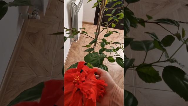 Как же мы без роз? Нет, нас китайская роза очень радует своим цветением! смотреть онлайн