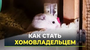 В Петербурге существует уникальный приют… для хомяков