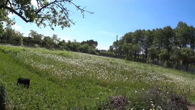 Содержание вьетнамских вислобрюхих свиней в поле + кавказская овчарка смотреть онлайн