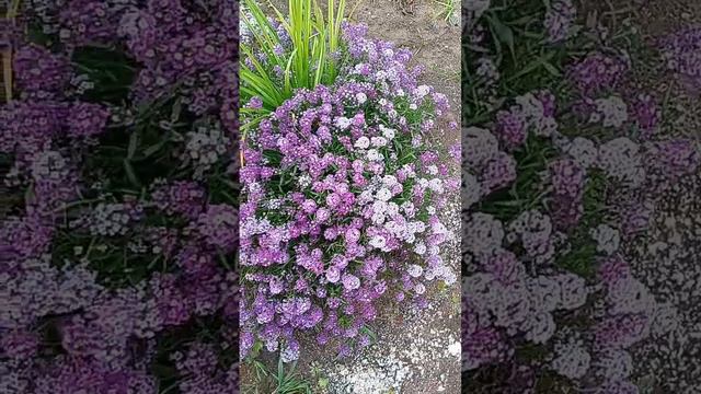 #дача #огород #огородничество #садиогород #сад #цветы #цветынадаче #многолетники #клумба смотреть онлайн