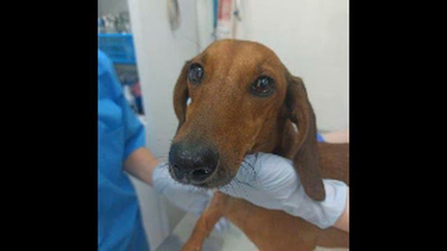 Она просто хотела согреться. На коврике в чужом подъезде, вздрагивая от каждого шороха лежала такса смотреть онлайн