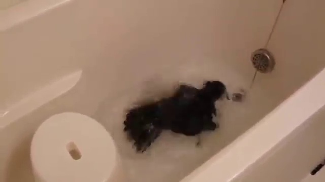 The crow bathes смотреть онлайн