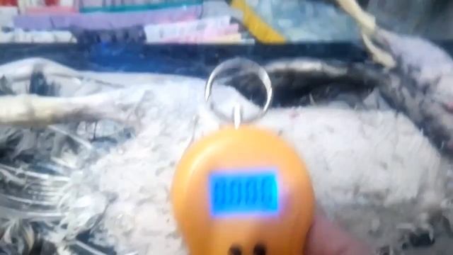 Тушки гусей 2месяца смотреть онлайн