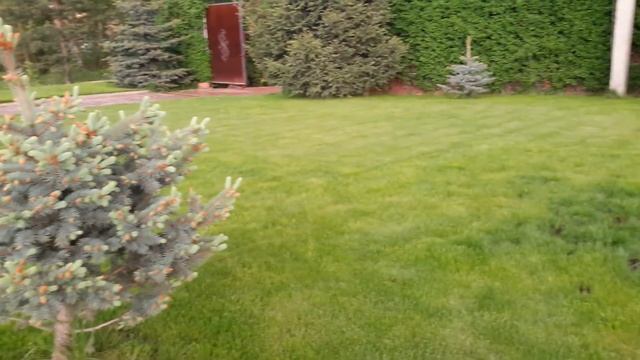 Елочки на газоне