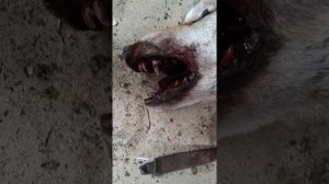 Клык волка, способ извлечения. 18+