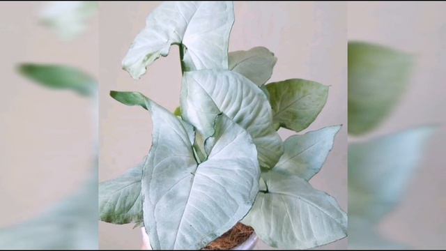 Syngonium Varieties W/ Thier Names