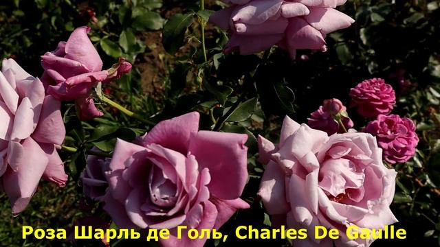 ЛИЛОВО-ГОЛУБЫЕ РОЗЫ, "голубой" окрас –приковывает взгляды к этим розам надолго! смотреть онлайн