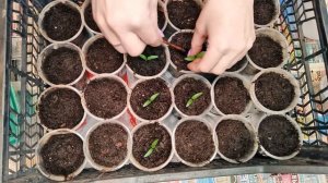 Как и когда  пикировать болгарский перец? #рассада#еленазагороднаяжизнь