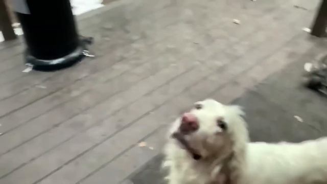 Ли Сяо / Alice the Fox Лиса Алиса (Зарядка для зубов!!) смотреть онлайн