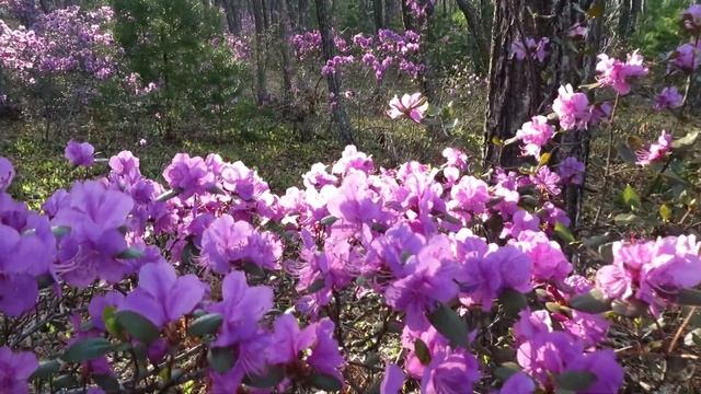 Rhododendron sichotense смотреть онлайн