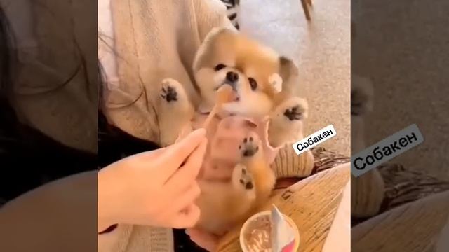 ...??? смотреть онлайн