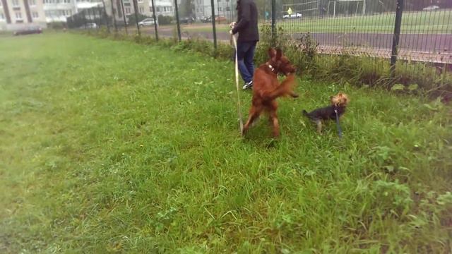 Irish setter. Ирландский сеттер. Джессика и Хани. смотреть онлайн