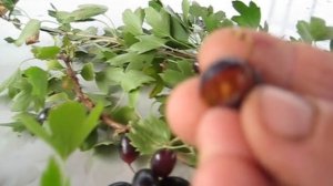 ЗОЛОТИСТЫЕ СМОРОДИНЫ 4 СОРТА . ЯГОДЫ  В НАШЕМ САДУ