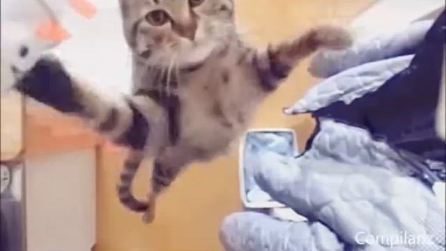 Кошки целуются под 'Дай мне' смотреть онлайн