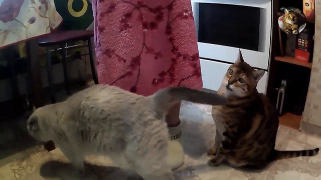 Весёлые котики попрошайки.
