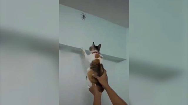 Как эксплуатировать котанов смотреть онлайн