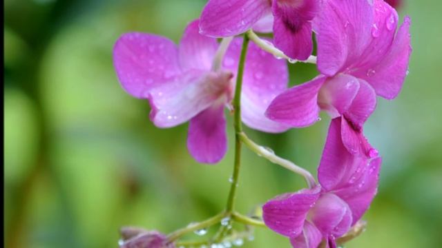 Purple rain - a compilation of orchids in purple hues смотреть онлайн