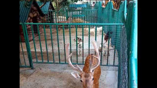 Зоопарк санаторий Октябрьский г. Сочи, июль 2018г. #Ш.Ю.П. смотреть онлайн