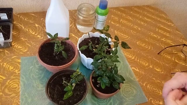 что стало с розами через две недели после пересадки смотреть онлайн