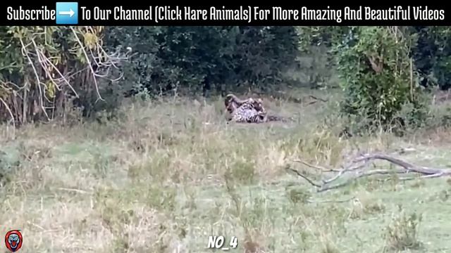 ?Top 6 Crazy Leopard Vs Python Moments (Click Hare Animals) смотреть онлайн