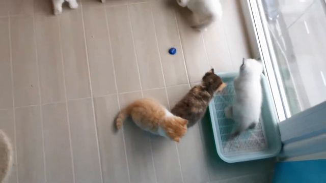 Котята британские_родились 03.09.19 смотреть онлайн