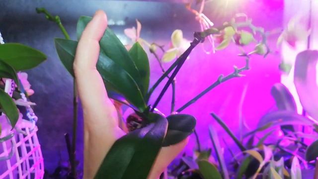 Фаленопсис Майя Бабочка раскрыла первые бутоны домашнего цветения/цветы Стандарт или Бабочка!?) смотреть онлайн