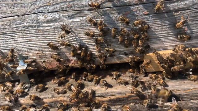 Пасека Гатуповых 7 минут наблюдения за пчёлами смотреть онлайн