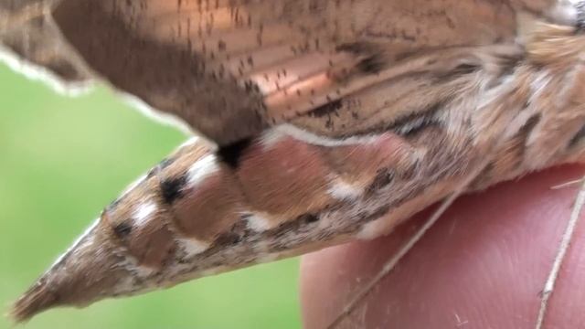 White-lined Sphinx Moth (Sphingidae: Hyles lineata) Lateral Close-up смотреть онлайн