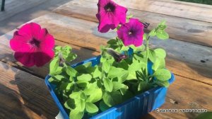 Стоит ли собирать  семена с гибридной петунии Изи Вейв.