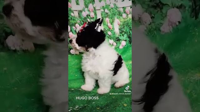 Мальчик Бивер Терьер. Хьюго Босс. 2,5 мес