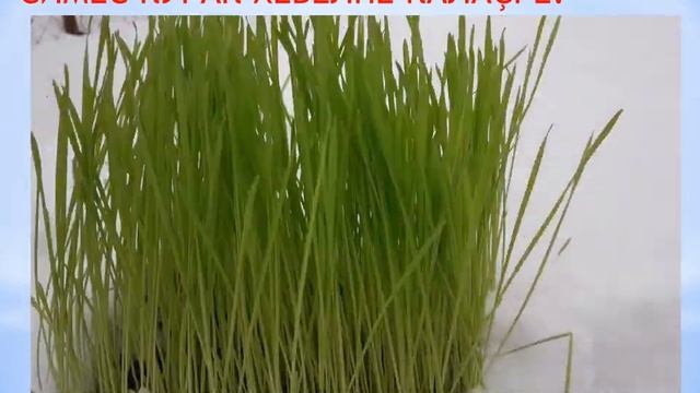 День Земли 20 марта (на чувашском языке) поздравление смотреть онлайн