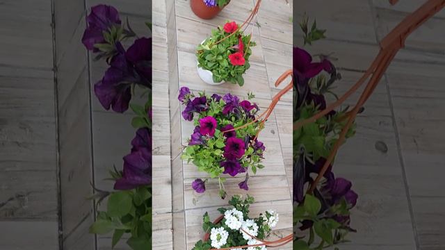 💜Mine çiçeği 💜 Petunya çiçeği 💜 смотреть онлайн