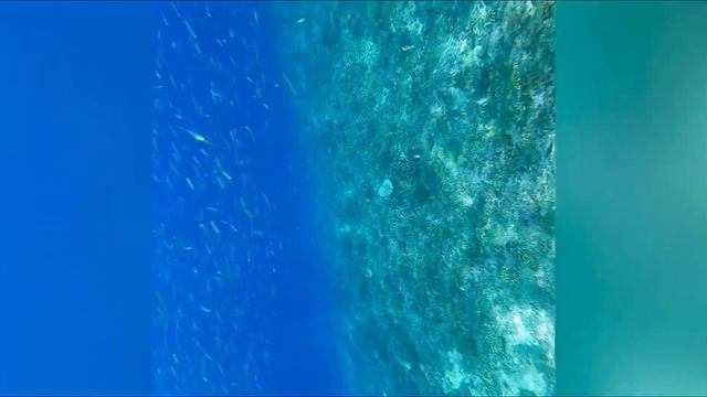 Остров Гили . Бали Индонезия. Снорклинг с черепахами . Bali смотреть онлайн