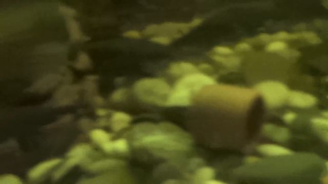 ЦИХЛИДЫ ОТЛАЖИЛИ ИКРУ. НЕ СМОГЛИ ЗАЩИТИТЬ ОТ ДРУГИХ РЫБОК смотреть онлайн