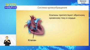 8-класс | Биология  | Кровообращение. Органы кровообращения