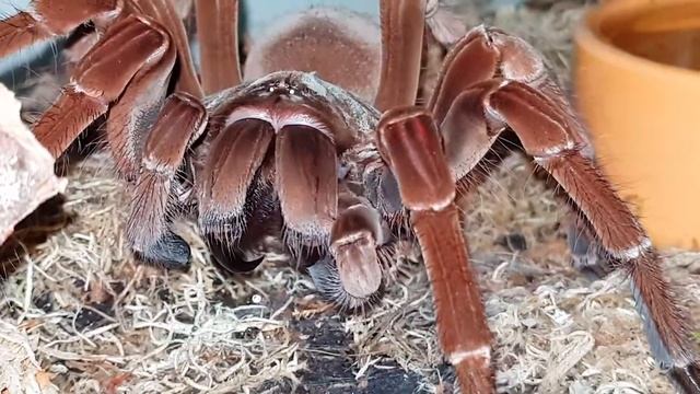 Tarantula Fangs!! - Goliath Bird Eater - Theraphosa Stirmi смотреть онлайн