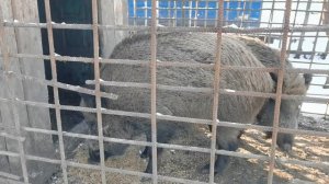 Содержание и разведение диких кабанов.