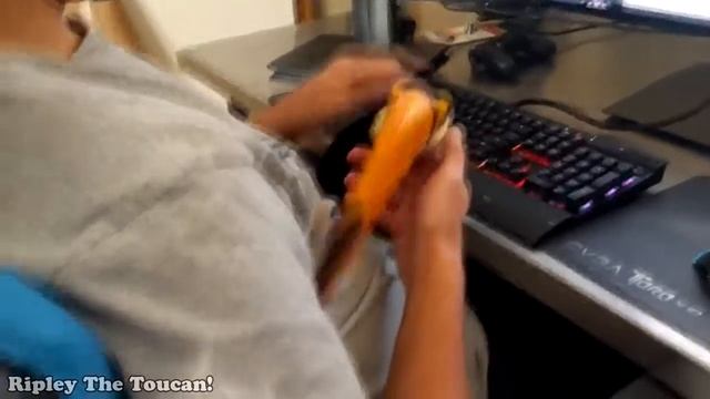 Туканы лучше котиков смотреть онлайн