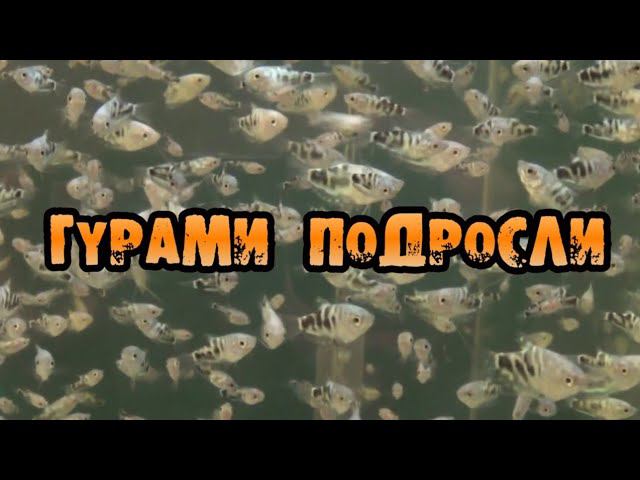 МАЛЬКИ ГУРАМИ . 10 ДНЕЙ. ЭФФЕКТ ДАФНИИ. смотреть онлайн