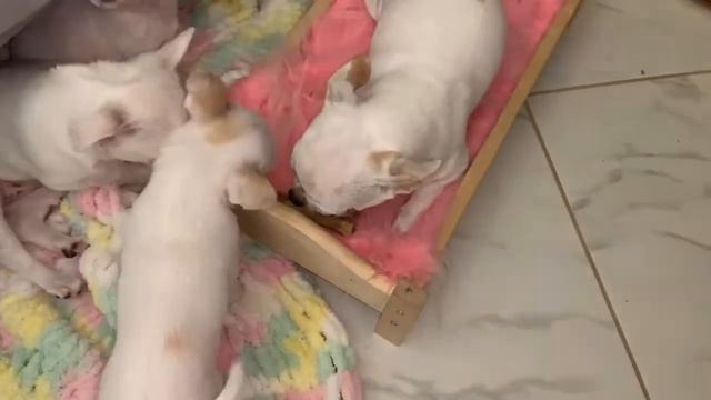 Лакомства для моих хвостиков. смотреть онлайн