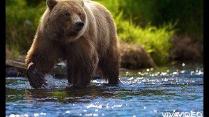 Рык медведя, звук медведя. | Bear sound, bear voice