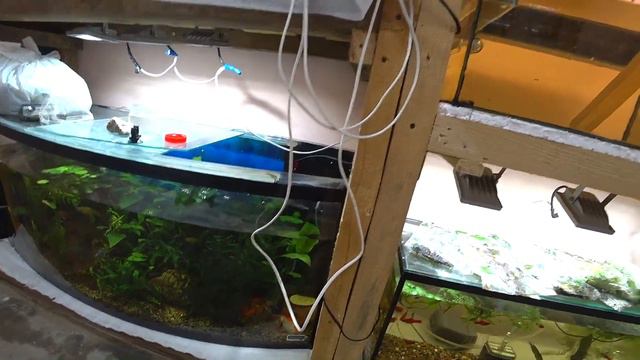 ЗАПУСТИЛ АКВАРИУМ ПАЛЮДАРИУМ!!! смотреть онлайн