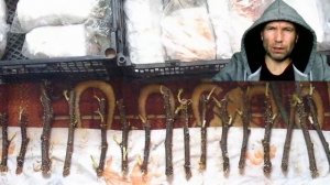 Как укоренить инжир (секрет - в описании). Проращивание черенков инжира. Саженцы инжира vs черенки.