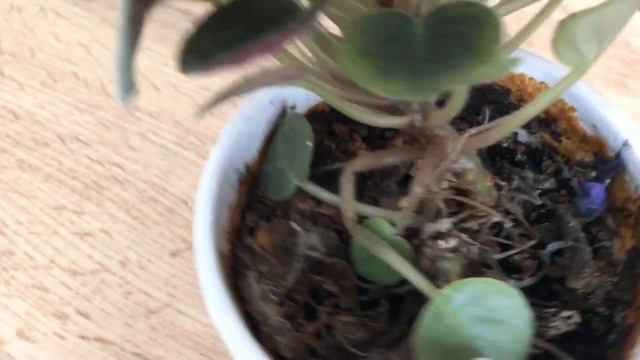 Сенполии. Омоложение куста. Размножение фиалок макушками смотреть онлайн