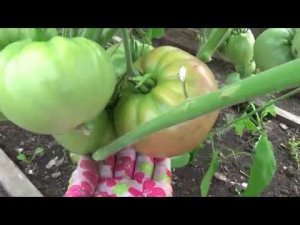 Знакомьтесь,томаты которые я обожаю.