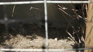 Фазаны. Самка села на яйца.