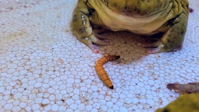Three Asian Bullfrog Compete For Their Worms! Asian Bullfrog Live Feeding