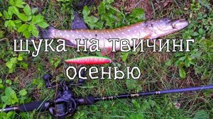 #Ловля щуки на воблер