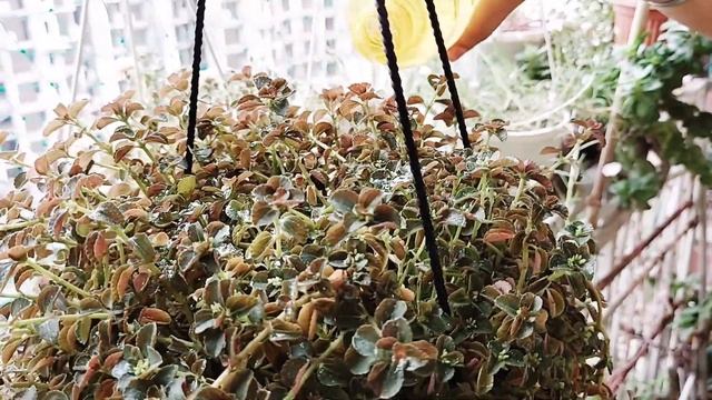 || All About Pilea Depressa Plants | How to care in indoor and outdoor |Satabdi's Green Life || смотреть онлайн